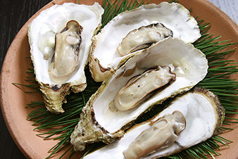 Oysters